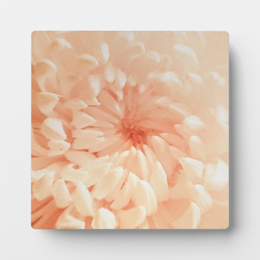 Coral Chrysanthemum Fotoplatte (Vorderseite)