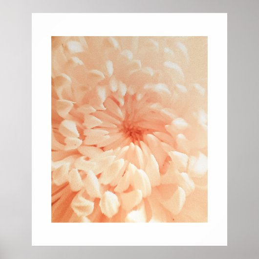 Coral Chrysanthemum Poster (Vorne)