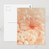 Coral Chrysanthemum Postkarte (Vorne/Hinten)