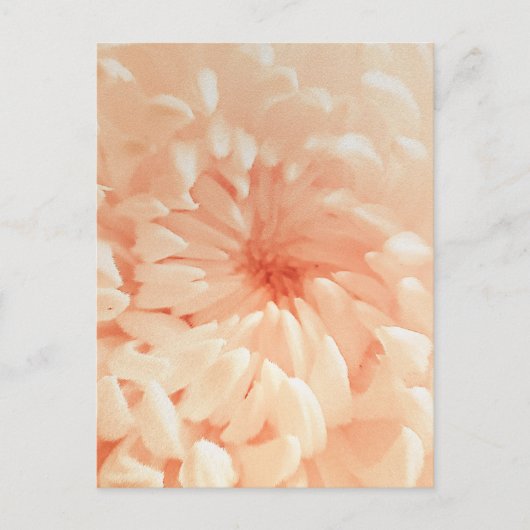 Coral Chrysanthemum Postkarte (Vorderseite)