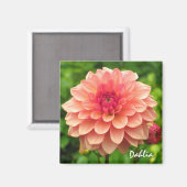 Coral Dahlia Magnet (Vorderseite/Rückseite)