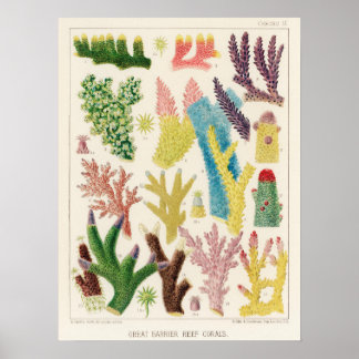 Coral, Great Barrier Reef Vintages Kunstposter ポ ス Poster