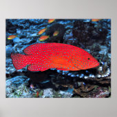 Coral Hind Poster (Vorne)