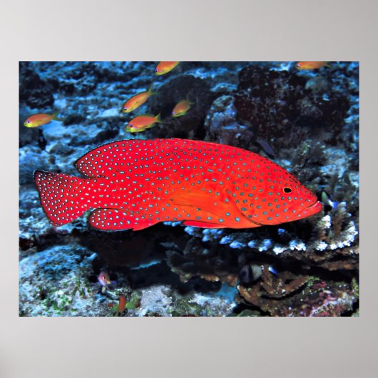 Coral Hind Poster (Vorne)