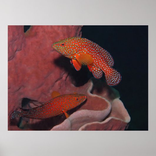 Coral Hinds Poster (Vorne)