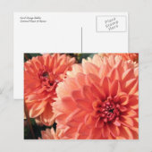 Coral Orange Dahlia Postkarte (Vorne/Hinten)
