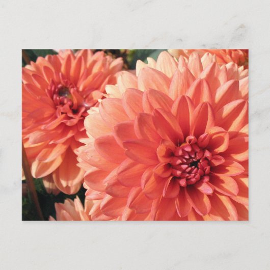 Coral Orange Dahlia Postkarte (Vorderseite)