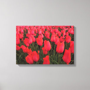 Coral Pink Tulips Leinwanddruck