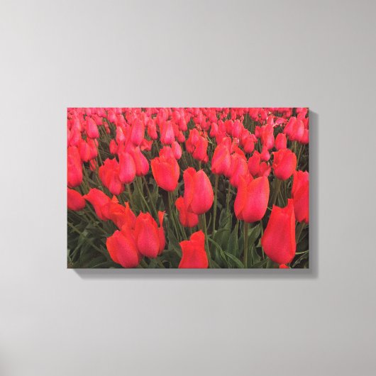 Coral Pink Tulips Leinwanddruck (Vorderseite)