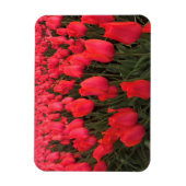 Coral Pink Tulips Magnet (Vertikal)