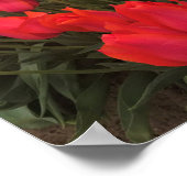Coral Pink Tulips Poster (Ecke)