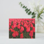 Coral Pink Tulips Postkarte (Stehend Vorderseite)