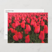 Coral Pink Tulips Postkarte (Vorne/Hinten)