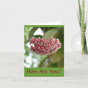 CORAL PINK&WHITE FARBE BLUME W/ STERNFRISCHES FRIS KARTE