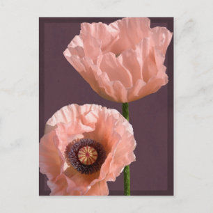 Coral Poppies Postkarte