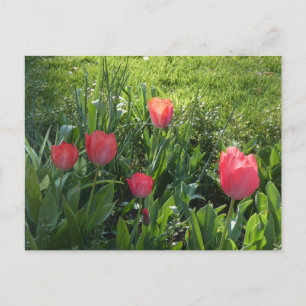Coral Red Sunny Tulips DIY Postcard Feiertagspostkarte