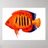 Coral Reef Flame Angelfish Poster (Vorne)