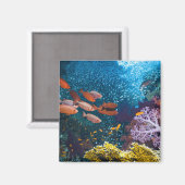 Coral Reef Landschaft | Großauge oder Goggle-Auge Magnet (Vorderseite/Rückseite)