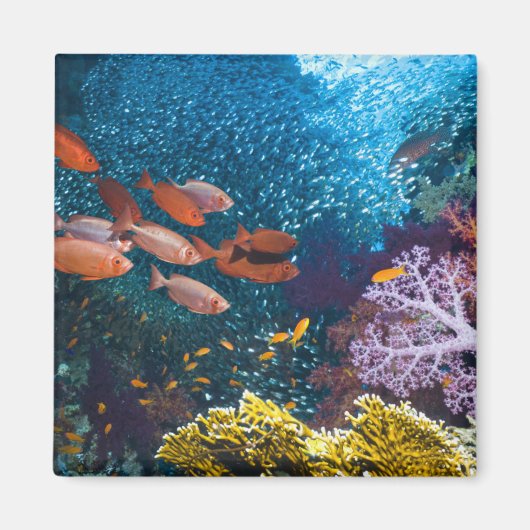 Coral Reef Landschaft | Großauge oder Goggle-Auge Magnet (Vorne)
