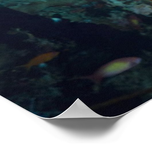 Coral Reef Landschaft | Großauge oder Goggle-Auge Poster (Ecke)