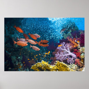 Coral Reef Landschaft   Großauge oder Goggle-Auge Poster