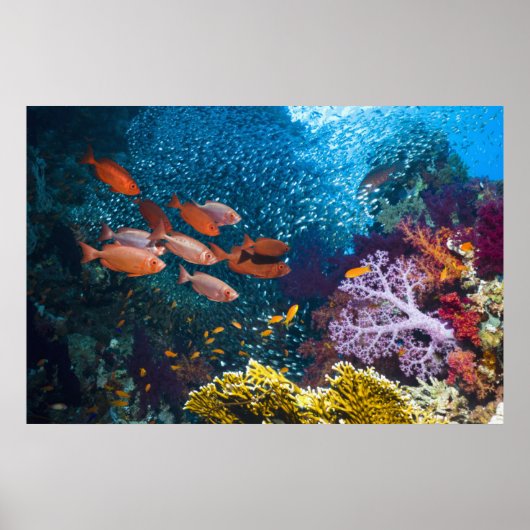 Coral Reef Landschaft | Großauge oder Goggle-Auge Poster (Vorne)