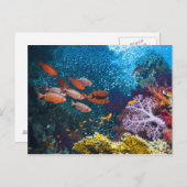 Coral Reef Landschaft | Großauge oder Goggle-Auge Postkarte (Vorne/Hinten)