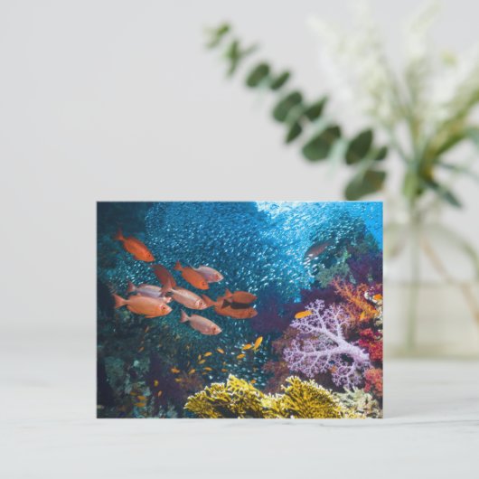Coral Reef Landschaft | Großauge oder Goggle-Auge Postkarte (Stehend Vorderseite)