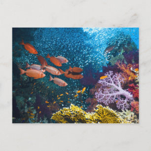 Coral Reef Landschaft Großauge oder Goggle-Auge Postkarte