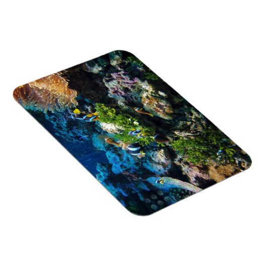 Coral Reef Magnet (Rechte Seite)