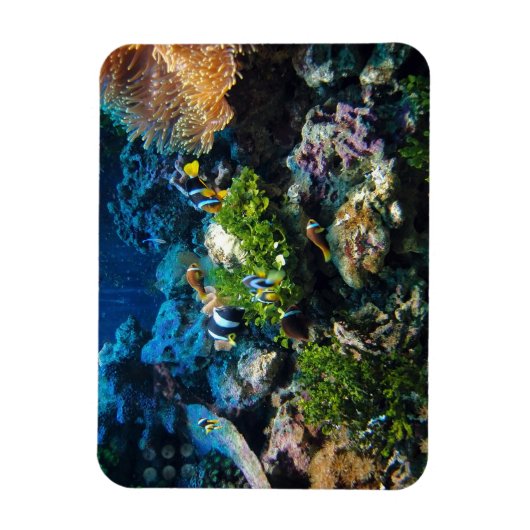 Coral Reef Magnet (Vertikal)