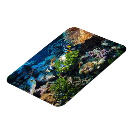 Coral Reef Magnet (Linke Seite)