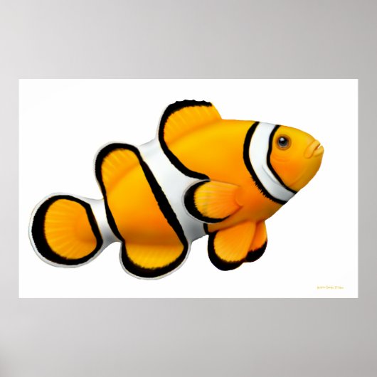 Coral Reef Percula Clownfish Poster (Vorne)