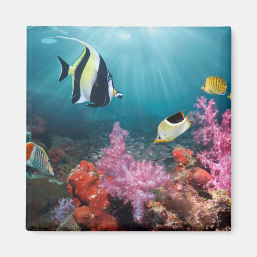 Coral Reef Scenery Moorish Idol Magnet (Vorne)