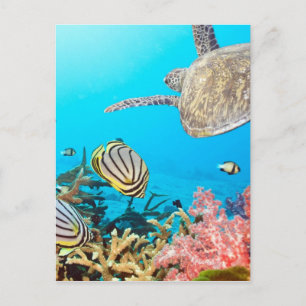 Coral Reef Turtle Naturescape Postkarte