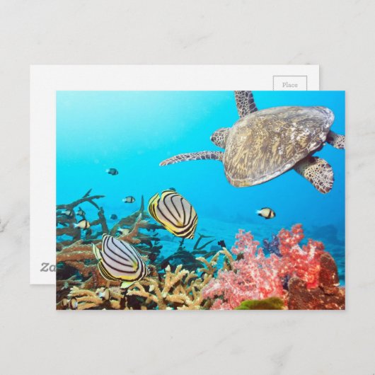 Coral Reef Turtle Naturescape Postkarte (Vorne/Hinten)