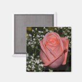Coral Rose-005 Magnet (Vorderseite/Rückseite)
