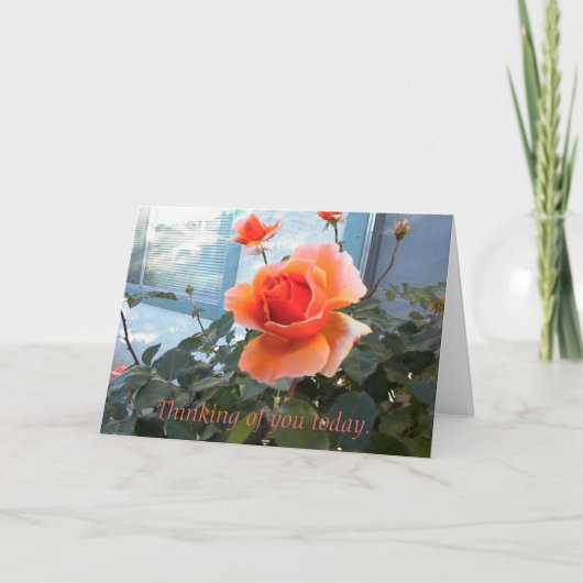 Coral Rose Card, Denken Sie an Sie heute. Karte (Vorderseite)