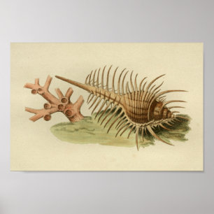 Coral Sea Shell Color Art Print Poster