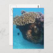 Coral Seascape Postkarte (Vorne/Hinten)