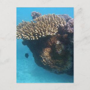 Coral Seascape Postkarte