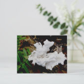 Coral Shelf Fungus Postkarte (Stehend Vorderseite)