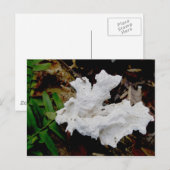 Coral Shelf Fungus Postkarte (Vorne/Hinten)