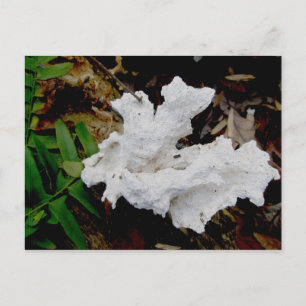 Coral Shelf Fungus Postkarte