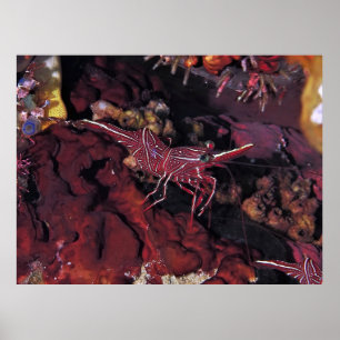 Coral Shrimp Poster