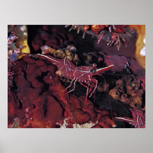 Coral Shrimp Poster (Vorne)