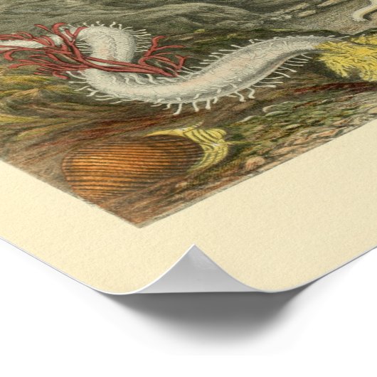 Coral Snails Meerestiere Art Print Poster (Ecke)