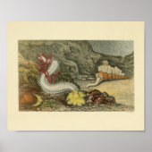 Coral Snails Meerestiere Art Print Poster (Vorne)