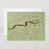 Coral Snake Postkarte (Vorne/Hinten)