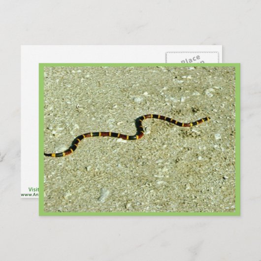 Coral Snake Postkarte (Vorne/Hinten)
